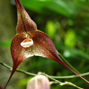Dracula Pholeodytes Monkey Orchids The Cave-Hiding Dracula Flower 50 PCS Seeds