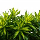 Dracaena 5 PCS Seeds Dracaena 5 PCS Seeds
