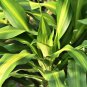 Dracaena 5 PCS Seeds