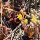 Dudleya abramsii Succulents Garden Plants 20 PCS Seeds Dudleya abramsii Succulents Garden Plants 20 PCS Seeds