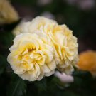 Double Yellow Rose Flower 50 PCS Seeds Double Yellow Rose Flower 50 PCS Seeds