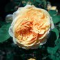 Double Yellow Rose Flower 50 PCS Seeds