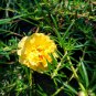 Double Yellow Rose Flower 50 PCS Seeds