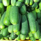 Dryland Cucumber 250 PCS Seeds Dryland Cucumber 250 PCS Seeds