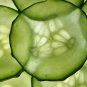Dryland Cucumber 250 PCS Seeds