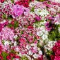 Double Striped Yellow Red Carnation Cut Flower 100 PCS Seeds