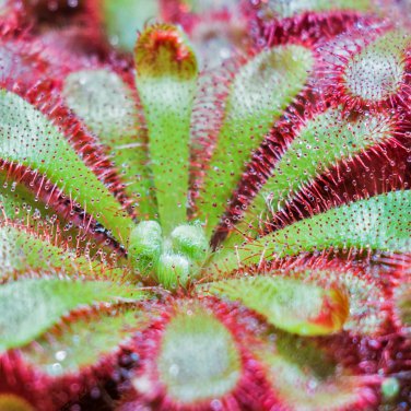 Drosera Burmanni 100 PCS Seeds