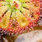Drosera Burmanni 100 PCS Seeds
