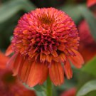 Double Scoop 'Orangeberry' Echinacea 100 PCS Seeds Double Scoop 'Orangeberry' Echinacea 100 PCS Seeds