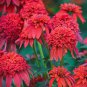 Double Scoop 'Orangeberry' Echinacea 100 PCS Seeds