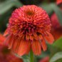 Double Scoop 'Orangeberry' Echinacea 100 PCS Seeds