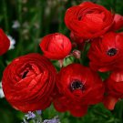 Double Ranunculus Asiaticus Flower Bonsai Plant DIY 100 PCS Seeds