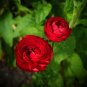 Double Ranunculus Asiaticus Flower Bonsai Plant DIY 100 PCS Seeds