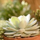Echeveria Laui Succulent Plant 5 PCS Seeds Echeveria Laui Succulent Plant 5 PCS Seeds
