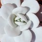Echeveria Laui Succulent Plant 5 PCS Seeds