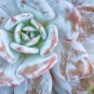 Echeveria Laui Succulent Plant 5 PCS Seeds