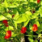Dragon's Breath Chili Pepper 200 PCS Seeds
