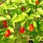 Dragon's Breath Chili Pepper 200 PCS Seeds