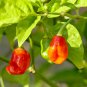 Dragon's Breath Chili Pepper 200 PCS Seeds