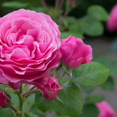 Double Pink F1 Flower 50 PCS Seeds