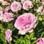 Double Pink F1 Flower 50 PCS Seeds
