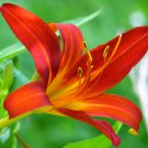 Double Lily Flower Plants Rose Red Flowers 100 PCS Seeds Double Lily Flower Plants Rose Red Flowers 100 PCS Seeds