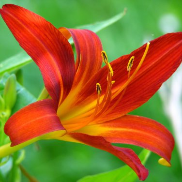 Double Lily Flower Plants Rose Red Flowers 100 PCS Seeds