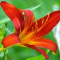Double Lily Flower Plants Rose Red Flowers 100 PCS Seeds