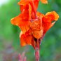 Double Lily Flower Plants Rose Red Flowers 100 PCS Seeds