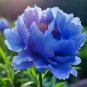 Double Light Blue Tree Peony 5 PCS Seeds