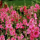 Double Hollyhock Outdoor Blooming Subtropical Bonsai Potted 200 PCS Seeds