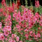 Double Hollyhock Outdoor Blooming Subtropical Bonsai Potted 200 PCS Seeds