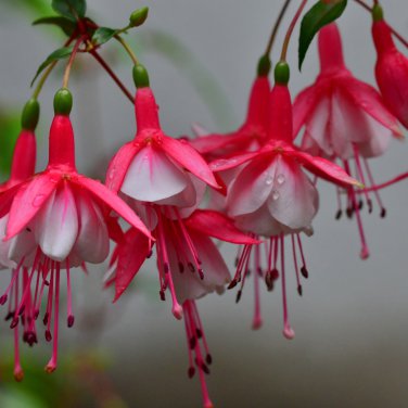 Double Petals Fuchsia Flower Bonsai Potted Plants Hanging Fuchsia 100 PCS Seeds