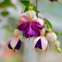 Double Petals Fuchsia Flower Bonsai Potted Plants Hanging Fuchsia 100 PCS Seeds