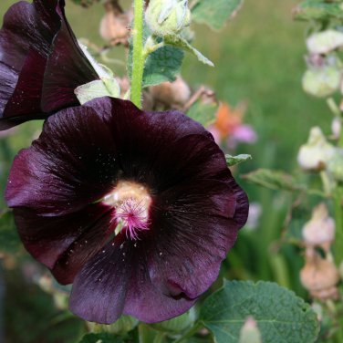 Double Hollyhock Flower Mixed Perennial Home Garden 100 PCS Seeds
