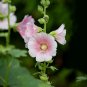 Double Hollyhock Flower Mixed Perennial Home Garden 100 PCS Seeds