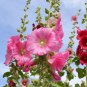 Double Hollyhock Flower Mixed Perennial Home Garden 100 PCS Seeds