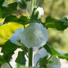 Double Hollyhock Flower Bonsai 100 PCS Seeds