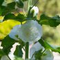 Double Hollyhock Flower Bonsai 100 PCS Seeds