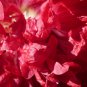 Double Hollyhock Flower Bonsai 100 PCS Seeds