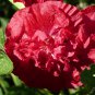 Double Hollyhock Flower Bonsai 100 PCS Seeds