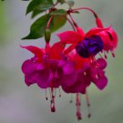Double Petals Fuchsia Bonsai Bell Flower Lantern Begonia 100 PCS Seeds Double Petals Fuchsia Bonsai Bell Flower Lantern Begonia 100 PCS Seeds