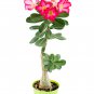 'Double Moons' Adenium Obesum Indoor Bonsai Desert Rose 2 PCS Seeds