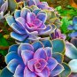 Echeveria Green Red Pink Yellow Colorful Succulent Plants 200 PCS Seeds