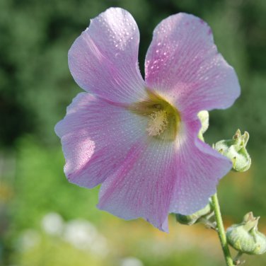 Double Hollyhock Flower Bonsai 50 PCS Seeds
