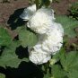 Double Hollyhock Flower Bonsai 50 PCS Seeds