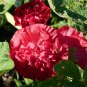 Double Hollyhock Flower Bonsai 50 PCS Seeds