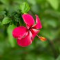 Double Flap Hibiscus Flower Pink Flowers 5 PCS Seeds