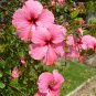 Double Flap Hibiscus Flower Pink Flowers 5 PCS Seeds