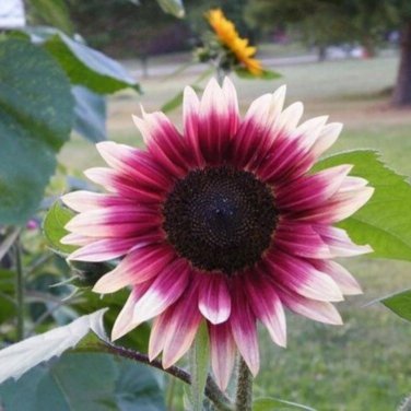 Double Dandy Hybrid Sunflower Ornamental 15 PCS Seeds